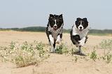BORDER COLLIE 461